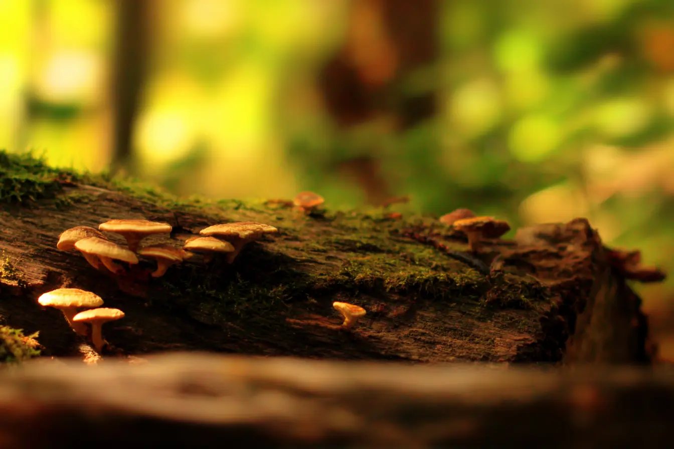 Champignons sur les arbres : guide complet pour les reconnaître, comprendre et agir
